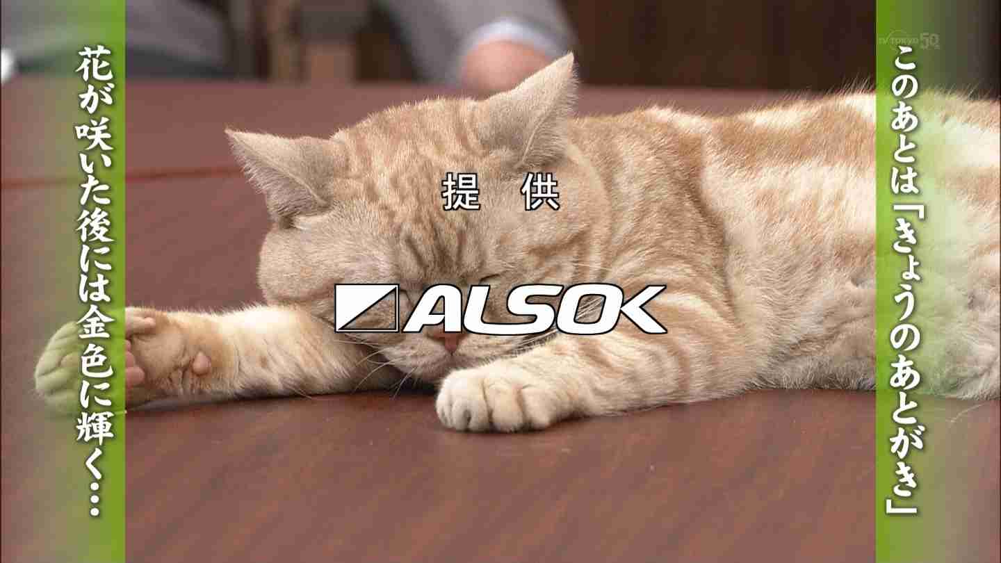 テレ東のニュース番組のアイドル猫「まーご」が自由すぎる　