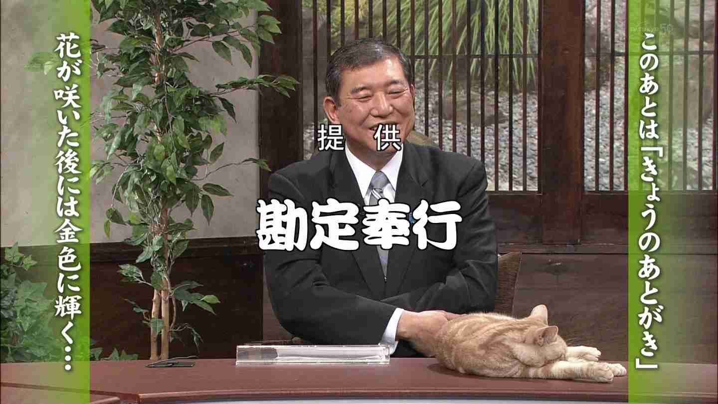 テレ東のニュース番組のアイドル猫「まーご」が自由すぎる　