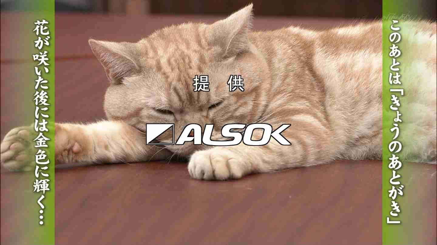テレ東のニュース番組のアイドル猫「まーご」が自由すぎる　