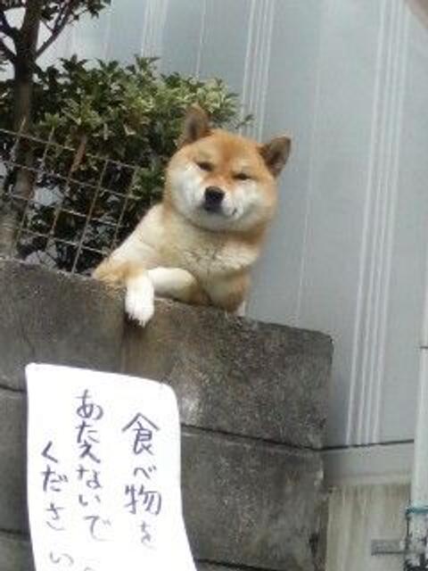 ふてぶてしい動物の画像
