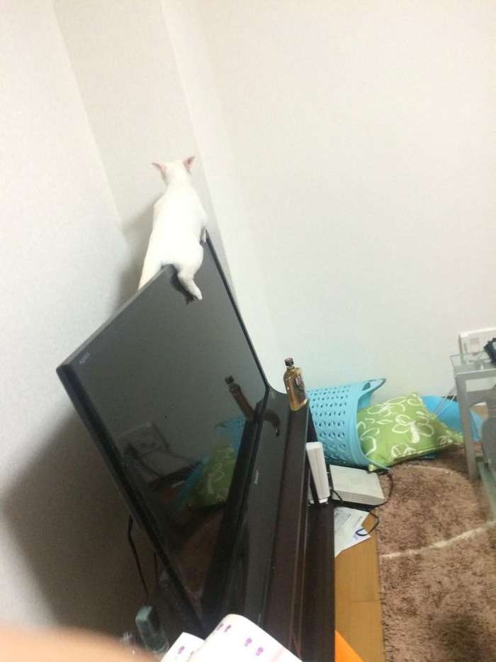 ドジって気まずい感じの猫の表情ｗｗ