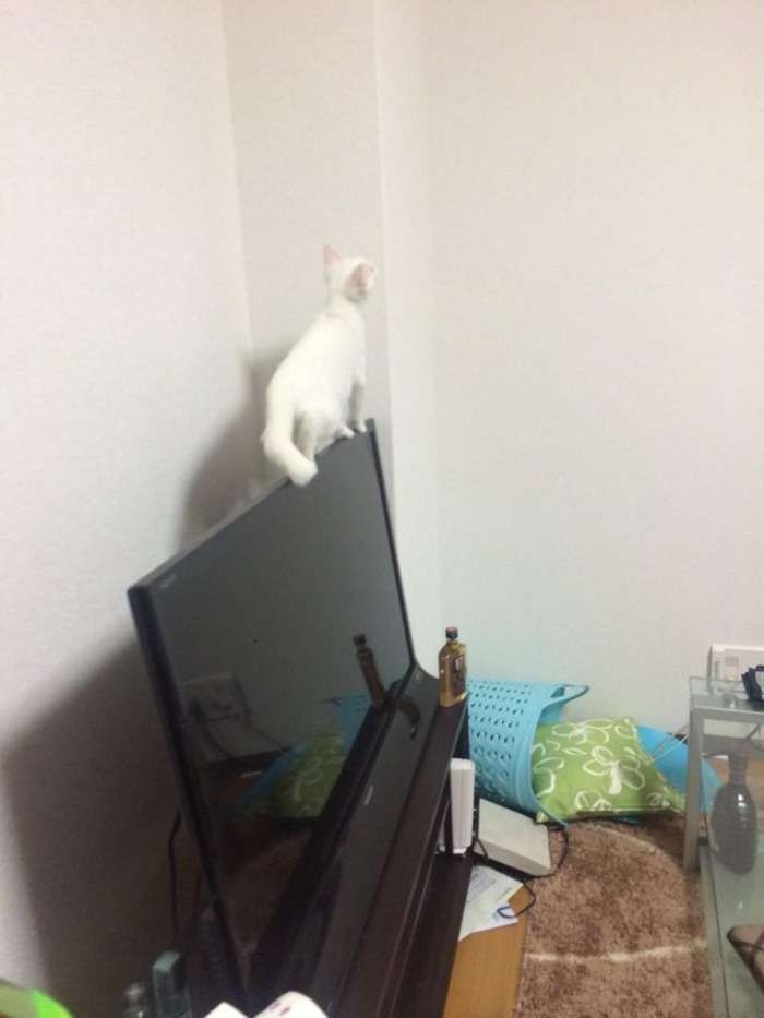 ドジって気まずい感じの猫の表情ｗｗｗｗｗｗｗ:ハムスター速報