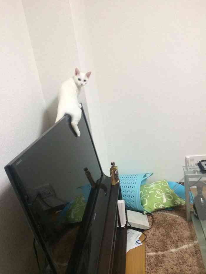 ドジって気まずい感じの猫の表情ｗｗ