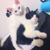 うぃりあむけんと@外人と猫 on Twitter: "テレビの上乗ってなんかやってんなーと思ったら後ろ足滑らして身動き取れなくなってたんやがww振り向くなやww http://t.co/gDfPKO6JPI"