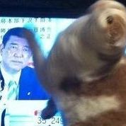 石破茂幹事長に猫が反応して興奮状態になると話題に - NAVER まとめ
