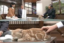 テレ東のニュース番組のアイドル猫「まーご」が自由すぎる　