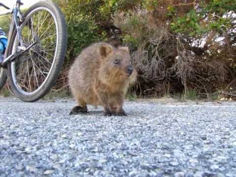 Quimby, the Curious Little Quokka - YouTube