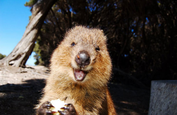 世界一幸せそうな動物、クアッカワラビーに元気をもらおう!