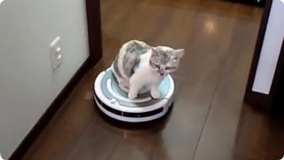 【画像】とんでもなく丸い白猫がツイッターで話題にｗｗ