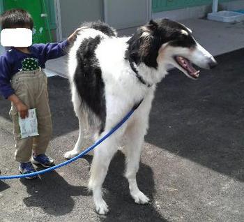 大型犬よりも大きい 超大型犬の迫力が凄すぎる