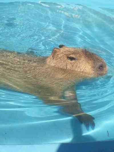 泳ぐ動物の画像を貼るトピ