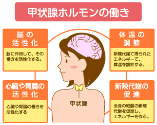 甲状腺で悩んでる方、語り合いましょう