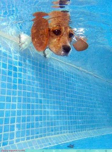 泳ぐ動物の画像を貼るトピ