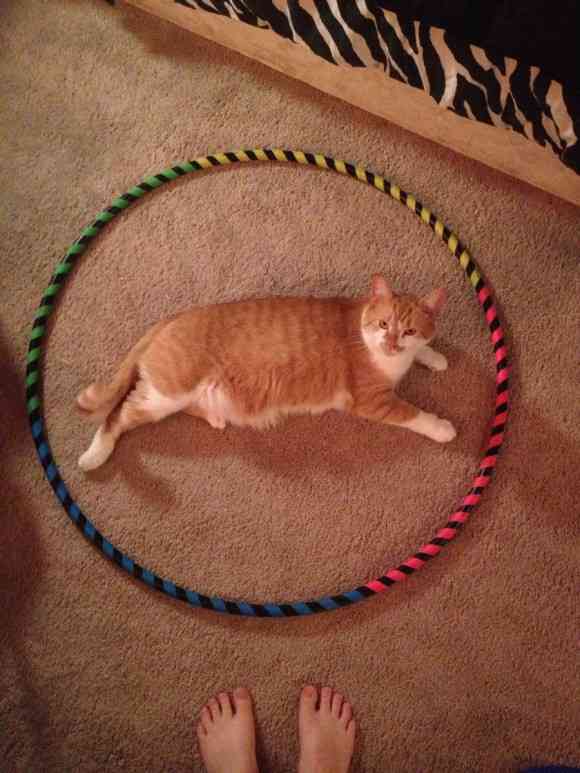 コードかテープがあればよい。驚くほど猫がホイホイする、猫転送装置の作り方がブレイク中