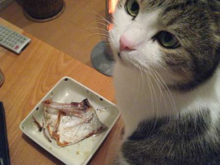 【画像】とんでもなく丸い白猫がツイッターで話題にｗｗ