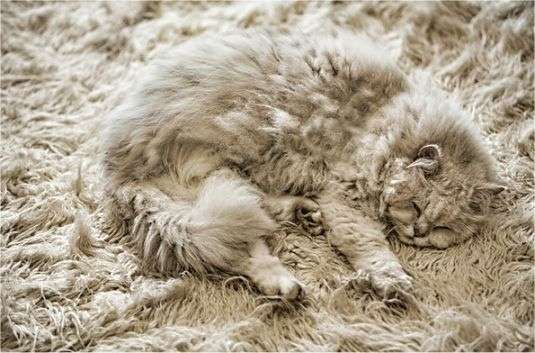 【画像】とんでもなく丸い白猫がツイッターで話題にｗｗ