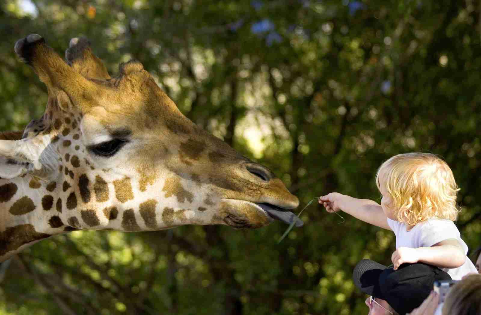 動物と赤ちゃんの組み合わせの画像を貼っていきましょう！