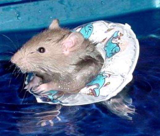 泳ぐ動物の画像を貼るトピ