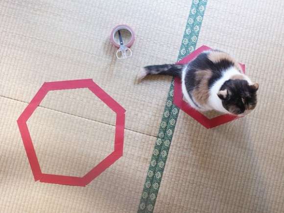 コードかテープがあればよい。驚くほど猫がホイホイする、猫転送装置の作り方がブレイク中