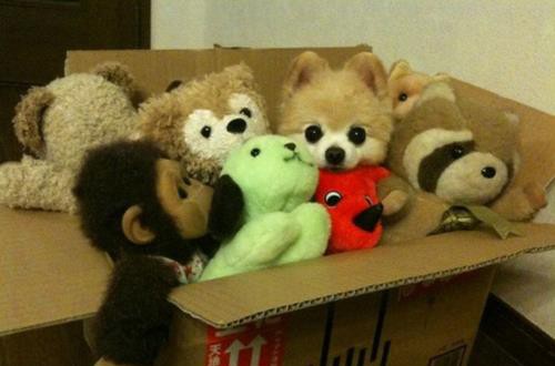 自分そっくりのぬいぐるみと一緒の動物画像