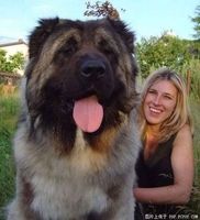 でかすぎ！超大型犬「チベタン・マスティフ」 - NAVER まとめ