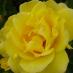 orangeflower08 on Twitter: