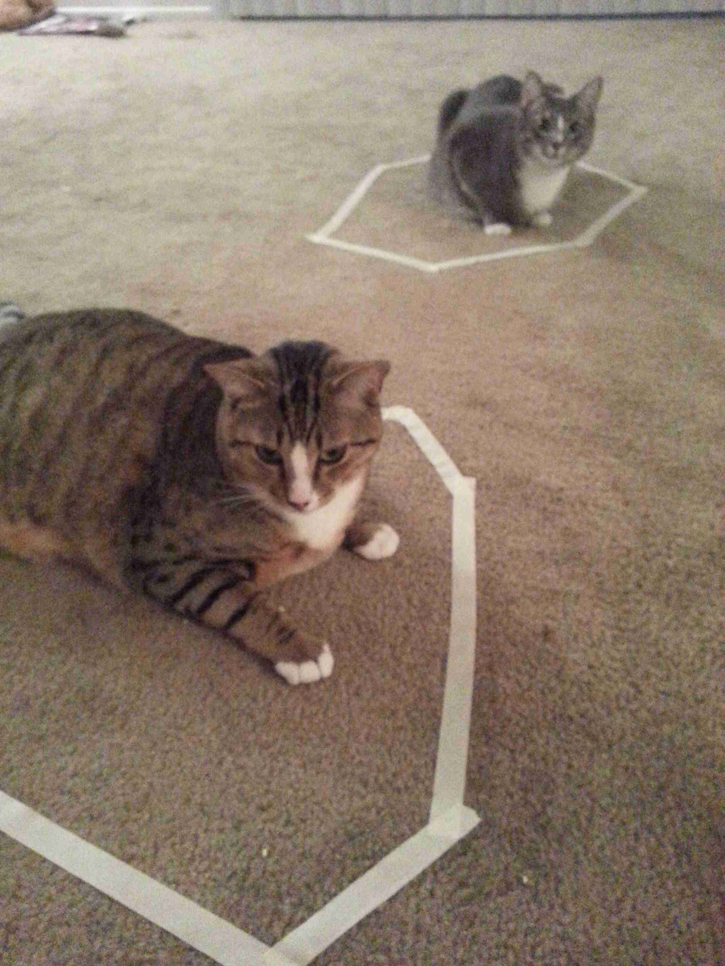 コードかテープがあればよい。驚くほど猫がホイホイする、猫転送装置の作り方がブレイク中