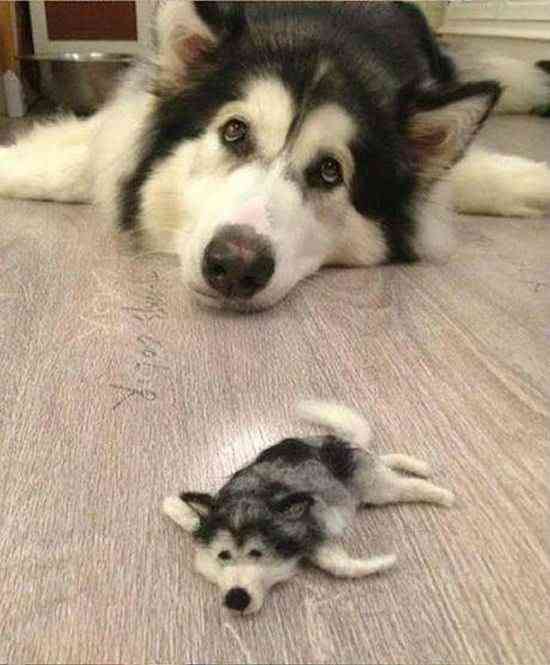 自分そっくりのぬいぐるみと一緒の動物画像