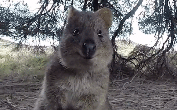 世界一幸せそうな動物、クアッカワラビーに元気をもらおう!