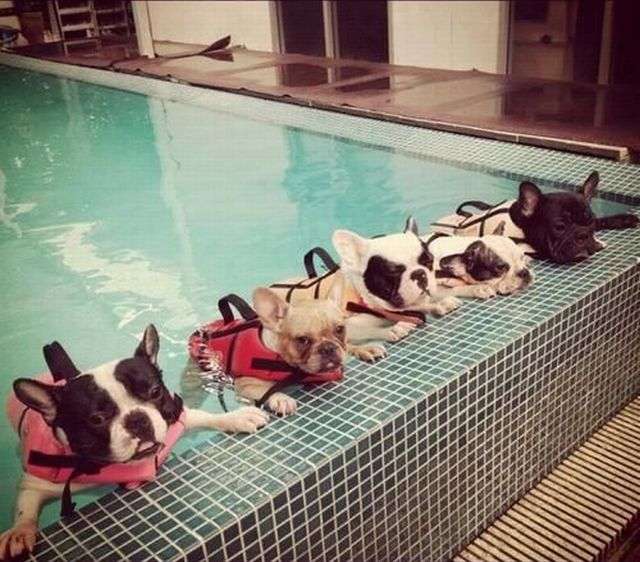泳ぐ動物の画像を貼るトピ