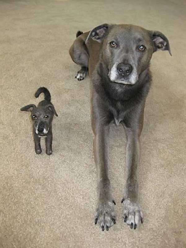 自分そっくりのぬいぐるみと一緒の動物画像
