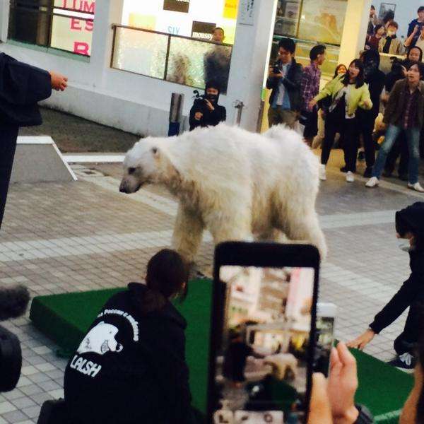 今度は新宿に白熊が出没！先日の渋谷での白熊騒動の謎がついに明らかに
