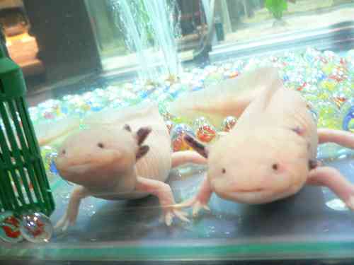 【苦手な人注意】爬虫類・両生類好きな方