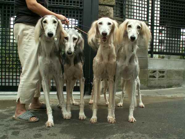 大型犬よりも大きい 超大型犬の迫力が凄すぎる