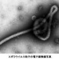 エボラ、欧州初の死者…新薬治療のスペイン司祭