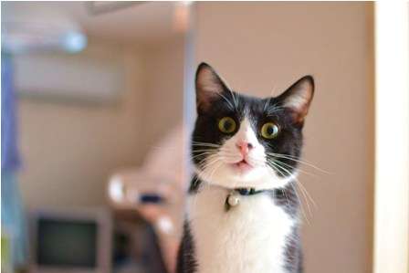 猫はA型でカエルはAB型？知っておきたいペットの血液型