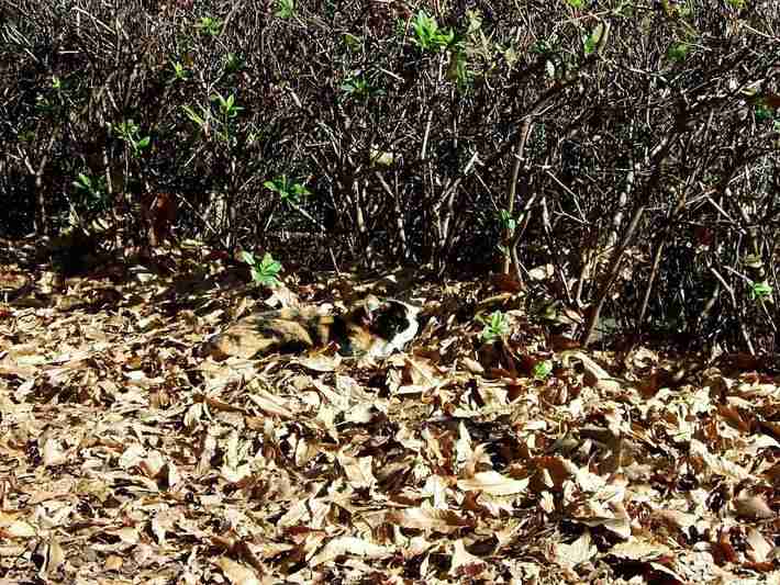 【画像】とんでもなく丸い白猫がツイッターで話題にｗｗ