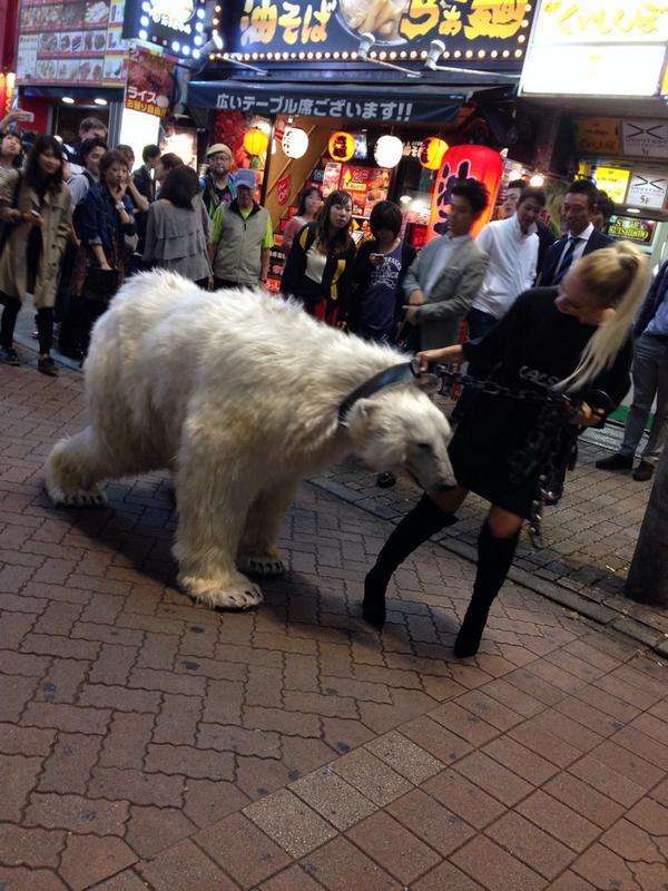 渋谷に白熊を散歩させる人現るｗｗｗ