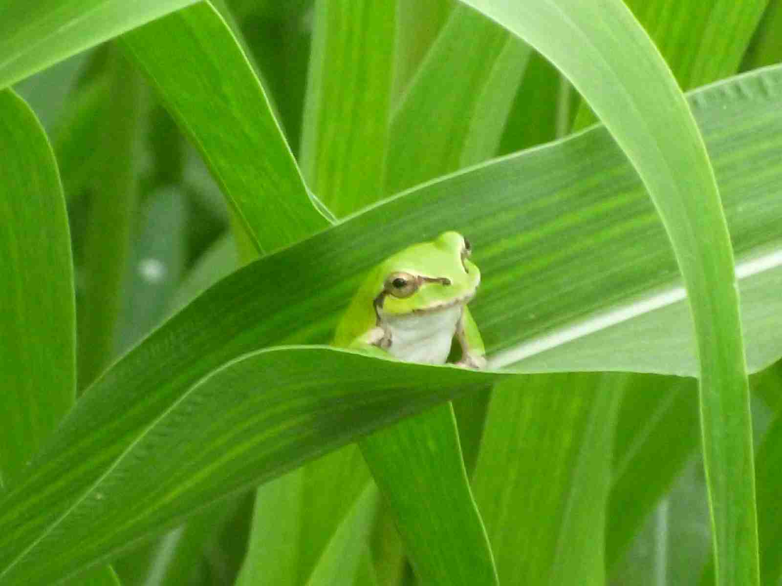 【苦手な人注意】爬虫類・両生類好きな方