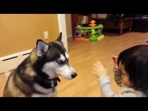 動物と赤ちゃんの組み合わせの画像を貼っていきましょう！