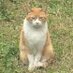 こ〜ずぅぅぅぃぃ on Twitter: "京浜東北線「線路内人立ち入り」から「迷惑行為のお客様が線路を逃走中」という放送に変わった"