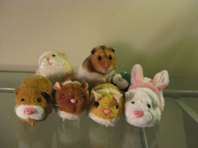 自分そっくりのぬいぐるみと一緒の動物画像