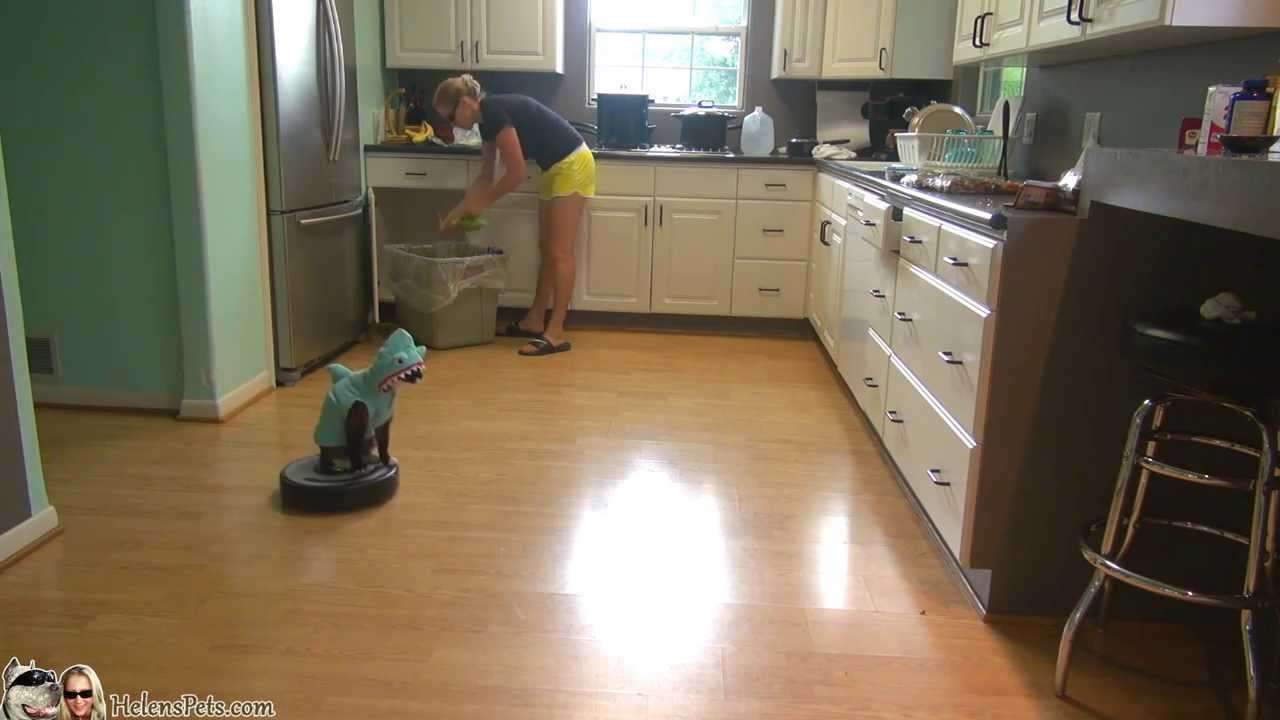 Cat Wearing A Shark Costume Cleans The Kitchen On A Roomba.  Shark Week. #SharkCat cleaning Kitchen! - YouTube