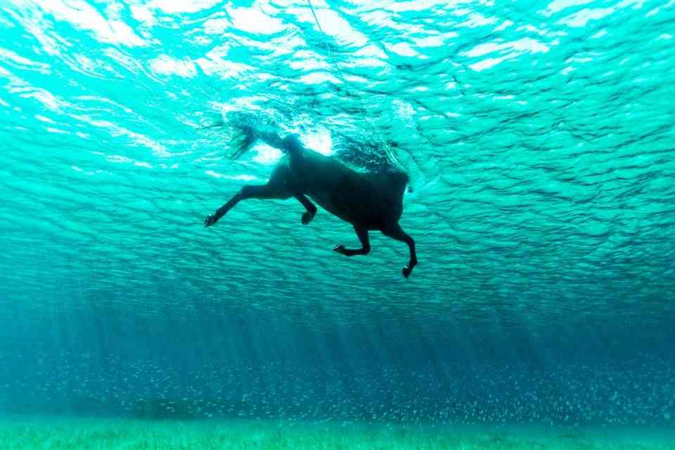 泳ぐ動物の画像を貼るトピ