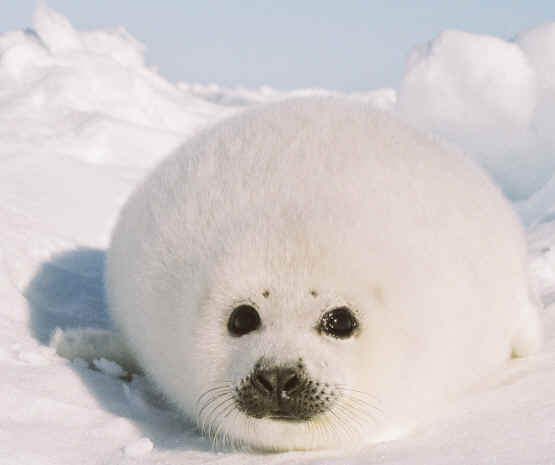 【画像】とんでもなく丸い白猫がツイッターで話題にｗｗ