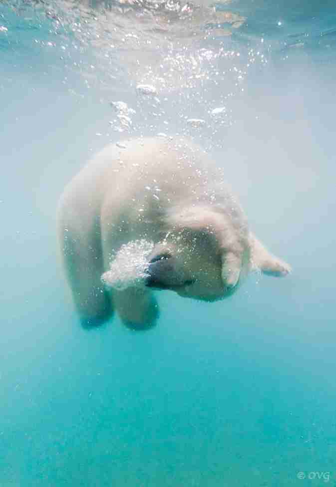 泳ぐ動物の画像を貼るトピ