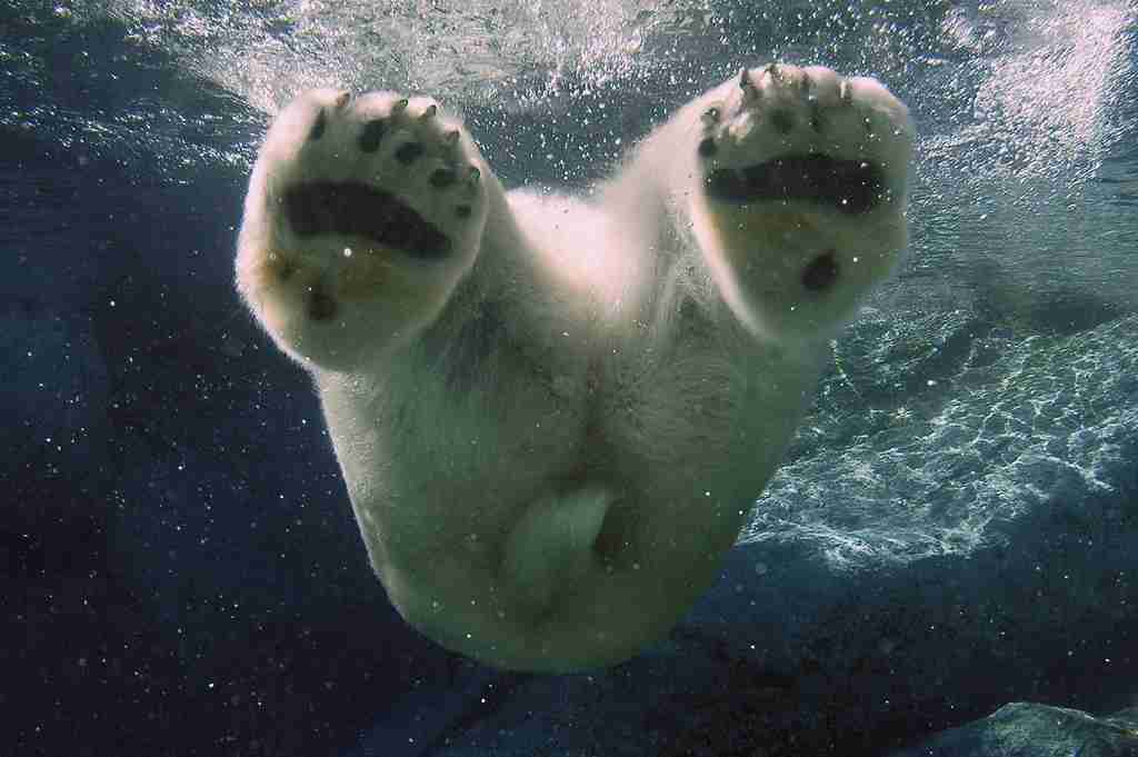 泳ぐ動物の画像を貼るトピ