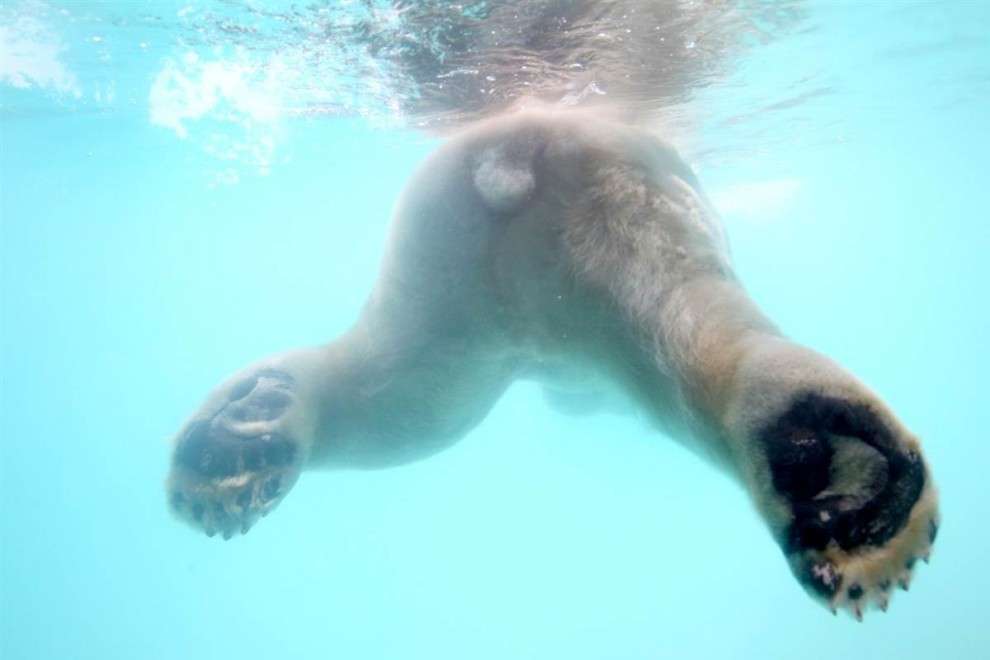 泳ぐ動物の画像を貼るトピ