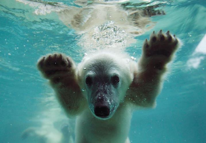 泳ぐ動物の画像を貼るトピ
