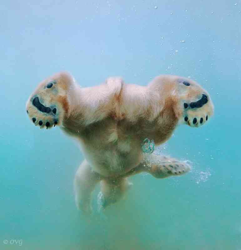 泳ぐ動物の画像を貼るトピ